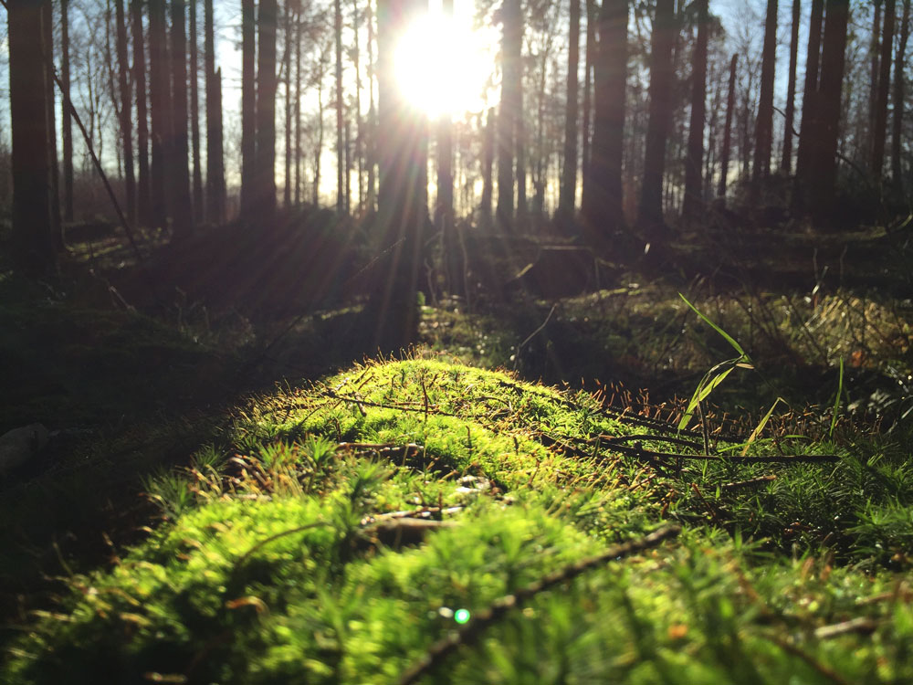 EASLCE – CFP: International Conference on Environmental Humanities CFP: International Conference on Environmental Humanities