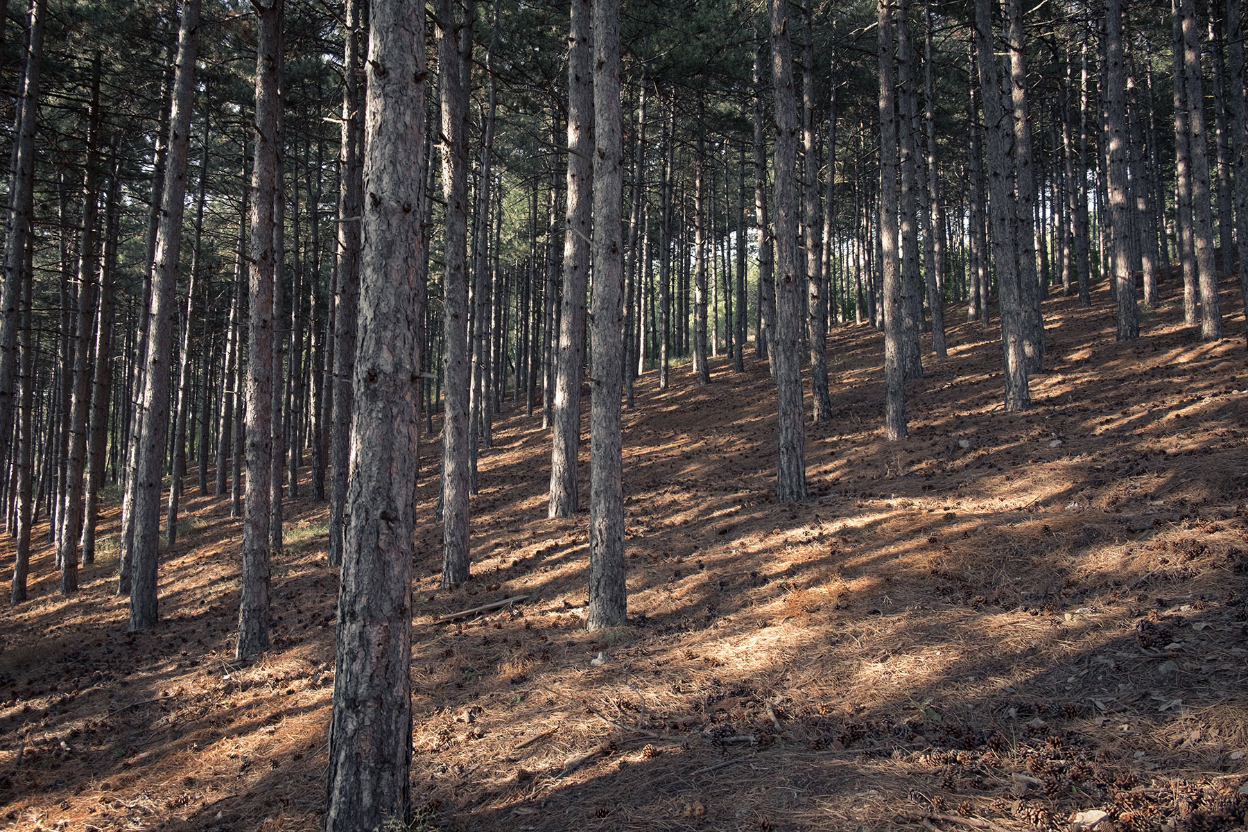 EASLCE – CFP: TREES IN/AND/AROUND LITERATURE IN THE ANTHROPOCENE CFP: TREES IN/AND/AROUND LITERATURE IN THE ANTHROPOCENE