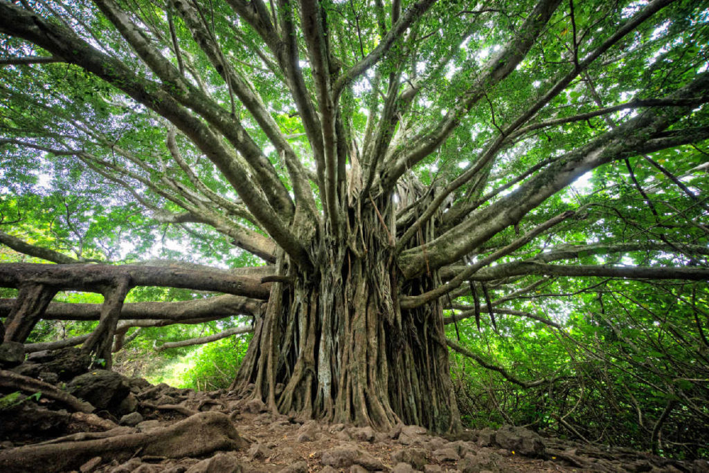 brandon green 1200 px w unsplash EASLCE Sustaining Membership