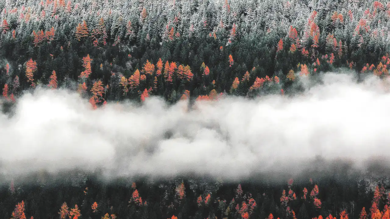 EASLCE – CFP: ‘Ecopoetry: Compared Perspectives from Anglophone and Francophone Literatures’ CFP: ‘Ecopoetry: Compared Perspectives from Anglophone and Francophone Literatures’