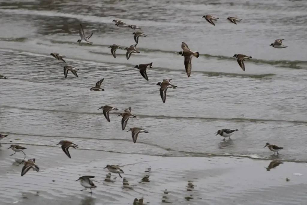 EASLCE – Dancing Bodies of Water: A Multimedia Research Creation Project Involving Dance, Video, Photography and Writing Bird score Dancing Bodies of Water: A Multimedia Research Creation Project Involving Dance, Video, Photography and Writing
