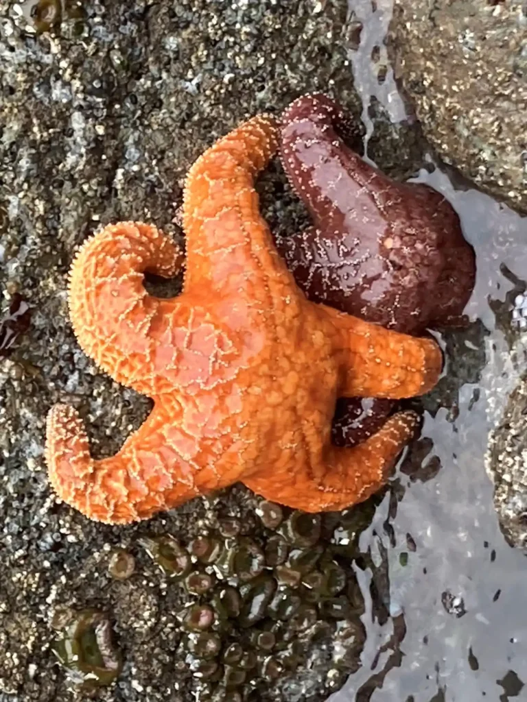 EASLCE – Dancing Bodies of Water: A Multimedia Research Creation Project Involving Dance, Video, Photography and Writing Starfish Dancing Bodies of Water: A Multimedia Research Creation Project Involving Dance, Video, Photography and Writing