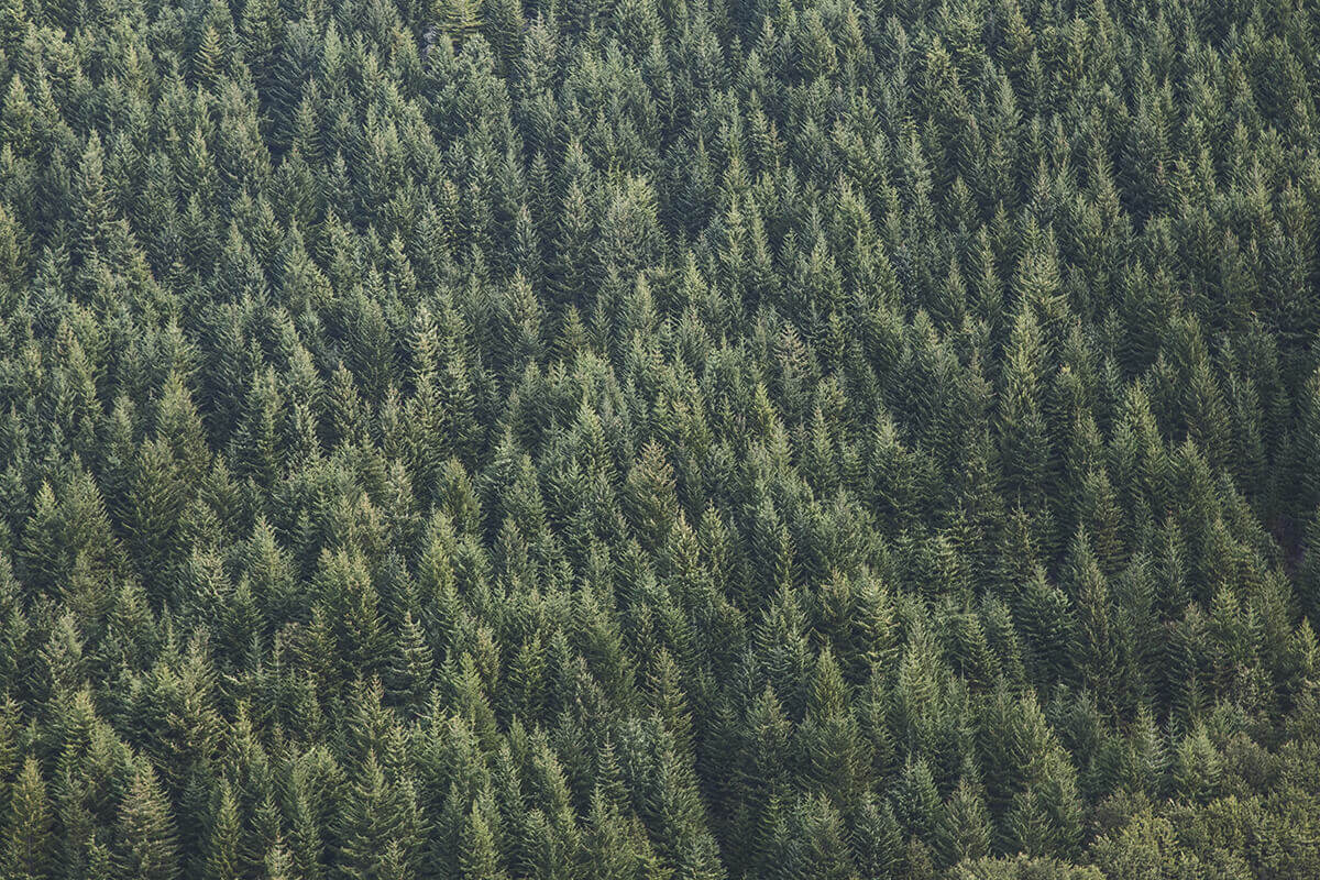 Call for Papers – “Literature and the Environment” University of Graz,Austria
